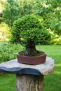 Spruce bonsai Royalty Free Stock Photo