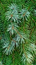 Spruce boughs with droplets of morning dew as background and texture Royalty Free Stock Photo