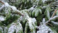 Spruce boughs feathered with light snow, close-up view, zoom in effect. Fir wood with snow. Beautiful landscape snow