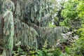 Spruce Boughs in Forest Royalty Free Stock Photo