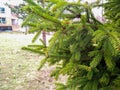 Spruce branch. Beautiful branch of spruce with needles. Green spruce. Spruce close up