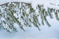 The spruce branch bent over from the heavy snow. Winter forest Royalty Free Stock Photo