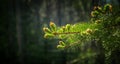 Spruce Branch Buds
