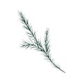 Spruce branch, Christmas pine twig, evergreen tree, fir, cedar winter plants, New Year wood, holiday decoration. Hand