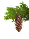 Spruce branch with cone