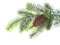 Spruce branch with cone