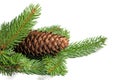 Spruce branch and spruce cones against white background Royalty Free Stock Photo