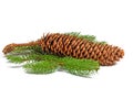 Spruce branch and spruce cones against white background Royalty Free Stock Photo