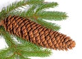 Spruce branch and spruce cones against white background Royalty Free Stock Photo