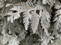 The spruce branch is covered with frosty thorns. Incredible winter beauty. The tree branch is covered with snow.