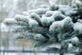 Spruce branch covered with snow Royalty Free Stock Photo