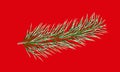 Spruce branch covered with white frost, on a red background.