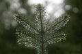 Spruce branch with detailed drops. Spring /autumn / fall