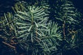 Spruce branch. Fir branch. A branch of an evergreen tree. Christmas background. New year background. Coniferous branches.