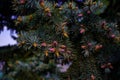 Spruce branch with the formation of new twigs and pink small young cones in spring in the forest Royalty Free Stock Photo