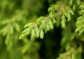 Spruce branch on green background