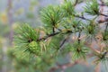 Spruce branch with green cones Royalty Free Stock Photo
