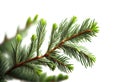 Spruce branch. Green fir. Realistic Christmas tree Xmas cards, New year party posters isolated Transparent png