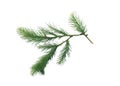 Spruce branch. Green fir. Realistic Christmas tree llustration for Xmas cards, New year party posters isolated Transparent png