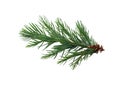 Spruce branch. Green fir. Realistic Christmas tree llustration for Xmas cards, New year party posters isolated Transparent png