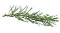 Spruce branch. Green fir. Realistic Christmas tree llustration for Xmas cards, New year party posters isolated Transparent png