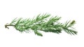 Spruce branch. Green fir. Realistic Christmas tree llustration for Xmas cards, New year party posters isolated Transparent png