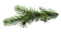 Spruce branch. Green fir. Realistic Christmas tree llustration for Xmas cards, New year party posters isolated Transparent png