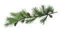 Spruce branch. Green fir. Realistic Christmas tree llustration for Xmas cards, New year party posters isolated Transparent png