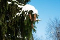 A spruce branch with green needles with cones covered with snow in winter against a blue sky. Christmas composition snow-covered Royalty Free Stock Photo