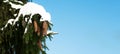 A spruce branch with green needles with cones covered with snow in winter against a blue sky. Christmas composition snow-covered Royalty Free Stock Photo