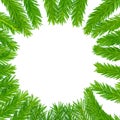Spruce branch isolated on white background. Green fir. Christmas Tree Branches Border close up Royalty Free Stock Photo