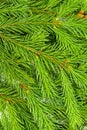 Spruce branch isolated on white background. Green fir. Christmas Tree Branches texture close up Royalty Free Stock Photo