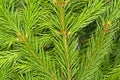 Spruce branch isolated on white background. Green fir. Christmas Tree Branches texture close up Royalty Free Stock Photo