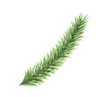 Spruce branch. Green fir. Realistic Christmas tree. Decorative element for new year decoration Royalty Free Stock Photo