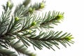 Spruce branch isolated on white background. Green fir. Realistic Christmas tree llustration for Xmas cards, New year party posters