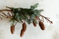 Spruce branch with large cones hanging from the wall in the interior of the room