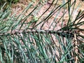 Spruce branch with long green thorns. branch of a Christmas tree for creating drugs. medicines for people from a medicine man or