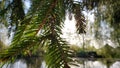 Spruce branch near a pond.