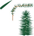 Spruce