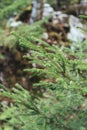 Spruce branch with needles, evergreen plant. Vertical Royalty Free Stock Photo