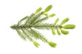 Spruce branch Picea abies in the spring at the time of regrowth of new shoots and needles. Isolate, clipping path, no shadows. E