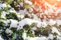 Spruce branch in the snow. Beautiful winter background Royalty Free Stock Photo