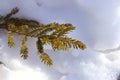 Spruce branch in the snow