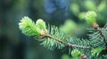 Spruce branch in spring in the park area of Nalchik.