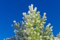 Spruce branch strewn with snow against blue sky, close-up. Snow-covered Christmas tree on frosty sunny day. Pine snow branch Royalty Free Stock Photo