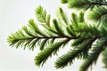 Spruce branch on white background. Green fir. Realistic Christmas tree llustration for Xmas cards, New year party posters.