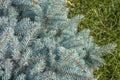Spruce branch. Winter nature. Spruce needles. Fluffy Christmas tree. Royalty Free Stock Photo