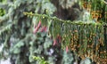 Spruce branch with young cones on a rainy day. Royalty Free Stock Photo