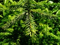 Spruce branches evergreen texture background