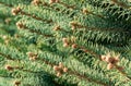 Spruce branches with buds on a sunny day Royalty Free Stock Photo